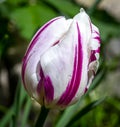 A close-up of a Flaming Flag Tulip with droplets of water after a rainstorm on a gentle green background.