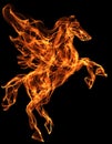 Flaming horse illustration