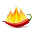 Flaming Hot Chili Pepper Pod Image Royalty Free Stock Photo