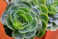 Flaming Katy (Kalanchoe blossfeldiana)