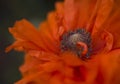 Flaming and mooving poppy flower, fresh and fired Royalty Free Stock Photo