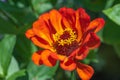 Flaming orange red Zinnia elegans flower portrait, selective focus