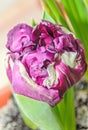 Flaming parrot tulip violet and white flower, close up