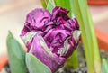 Flaming parrot tulip violet and white flower, close up Royalty Free Stock Photo