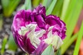 Flaming parrot tulip violet and white flower, close up Royalty Free Stock Photo