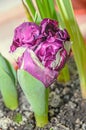 Flaming parrot tulip violet and white flower, close up Royalty Free Stock Photo