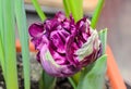 Flaming parrot tulip violet and white flower, close up Royalty Free Stock Photo