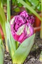 Flaming parrot tulip violet and white flower, close up Royalty Free Stock Photo