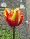 Flaming Parrot Tulip by the Wall