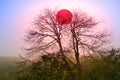 The flaming red sunset is behind the tree tops.