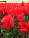 Flaming red tulips