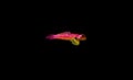 Flaming Scooter Blenny fish - Synchiropus sycorax Royalty Free Stock Photo