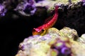 Flaming Scooter Blenny fish - Synchiropus sycorax Royalty Free Stock Photo