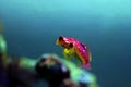 Flaming Scooter Blenny fish - Synchiropus sycorax Royalty Free Stock Photo