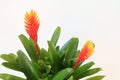 Flaming Sword (Vriesea splendens) Bromeliad Royalty Free Stock Photo