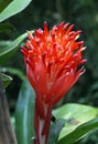 Flaming torch flower, Billbergia pyramidalis. Bromeliad inflorescence