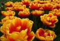 Flaming tulips Royalty Free Stock Photo