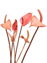 Flaminggo Lily Flowers