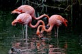 Flamingo Royalty Free Stock Photo