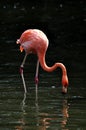 Flamingo Royalty Free Stock Photo