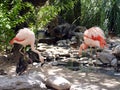 Flamingo