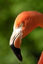 Flamingo Royalty Free Stock Photo