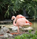 Flamingo Royalty Free Stock Photo