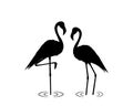 Flamingos silhouettes isolated on white background, vector.