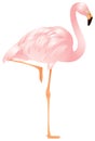 Flamingo in