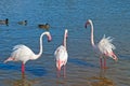 Flamingo Royalty Free Stock Photo