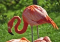 Flamingo Royalty Free Stock Photo