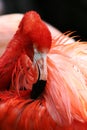 Flamingo Royalty Free Stock Photo