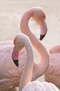 Flamingo Royalty Free Stock Photo