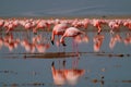 Flamingo - Africa, Asia, Americas, and Europe (Generative AI)