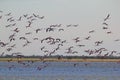 Flamingo - African Exotic Wildlife Background - Flock of Flight Royalty Free Stock Photo