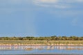 Flamingo - African Exotic Wildlife Background - Freedom Flight of Instinct Royalty Free Stock Photo