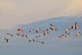 Flamingo - African Exotic Wildlife Background - Freedom Flight of Instinct Royalty Free Stock Photo
