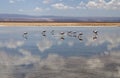 Flamingo at Atacama desert