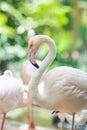 Flamingo Background blurred tree and leaves.