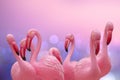 Flamingo background. Close-up of a group of pink plastic flamingos with selective focus against abstract tropical background. Card Royalty Free Stock Photo