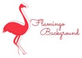 Flamingo background on white background Royalty Free Stock Photo