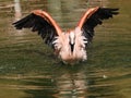 Flamingo bathing in water with open wings