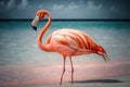 On Flamingo Beach in Aruba, a stunning pink flamingo plumes himself