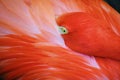 Flamingo with beak tucked under wing