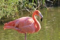 Flamingo Royalty Free Stock Photo