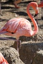 Flamingo Royalty Free Stock Photo