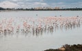 Flamingo beautiful wild Birds at Larnaca salt lake Cyprus