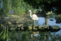 Flamingo in Bellingrath Gardens, AL Royalty Free Stock Photo