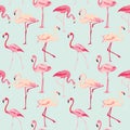 Flamingo Bird Background Royalty Free Stock Photo