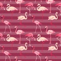 Flamingo Bird Background Royalty Free Stock Photo